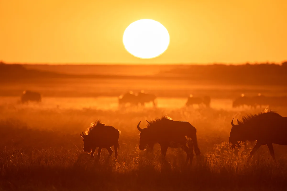Man sieht Tiere vor dem Sonnenuntergang.